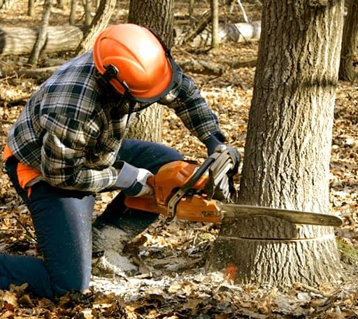 Tree Removal in Lamont, MI